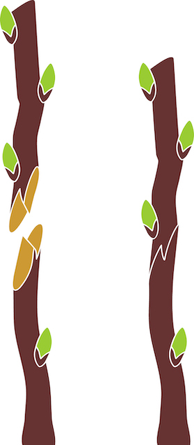 graft-fruit-trees